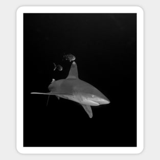 An Oceanic White Tip Shark and Pilot Fish Sticker